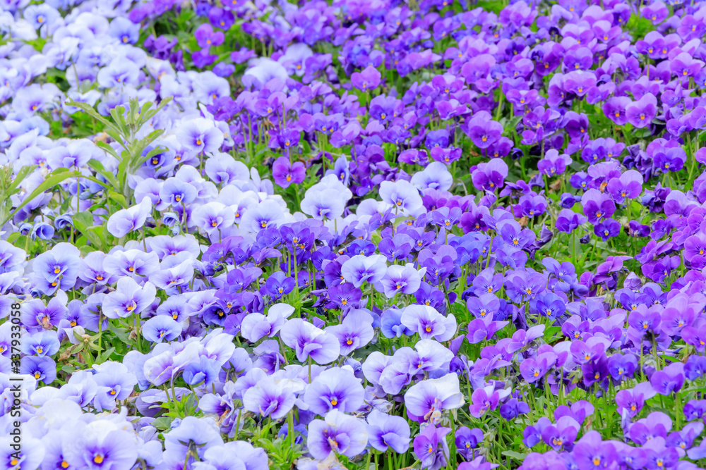 Naklejka premium パンジーとビオラ 火の山公園トルコチューリップ園 山口県下関市 Pansy and Viola flower Hinoyama Park Yamaguchi Shimonoseki city