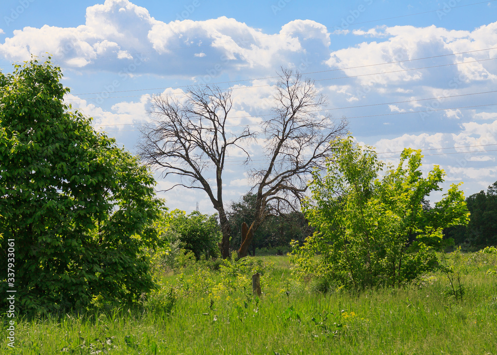 Fototapeta premium trees in the field