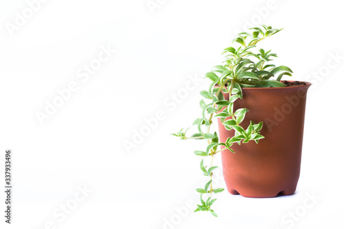 Portulacaria Afra : cactus a kind of succulent in plastic pot on white background