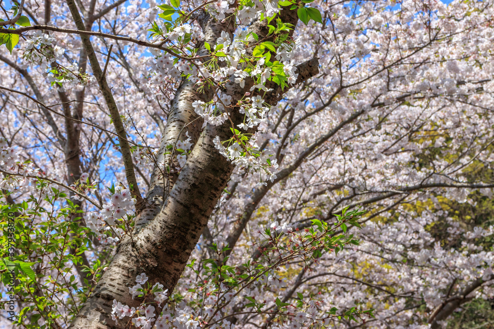 Fototapeta premium 桜の花 春イメージ