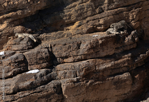 Leopards Cubs releaxing on the cliff near Kibber village, Spiti valley of Himachal Pradesh, India