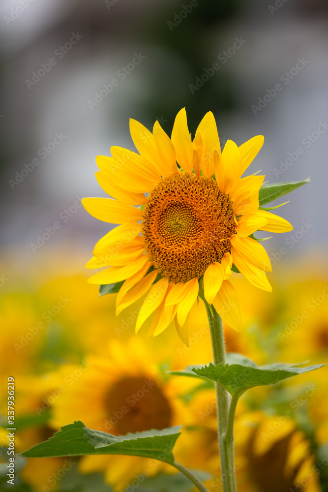 Fototapeta premium ヒマワリの花 夏イメージ