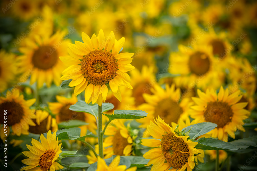 ヒマワリの花　夏イメージ