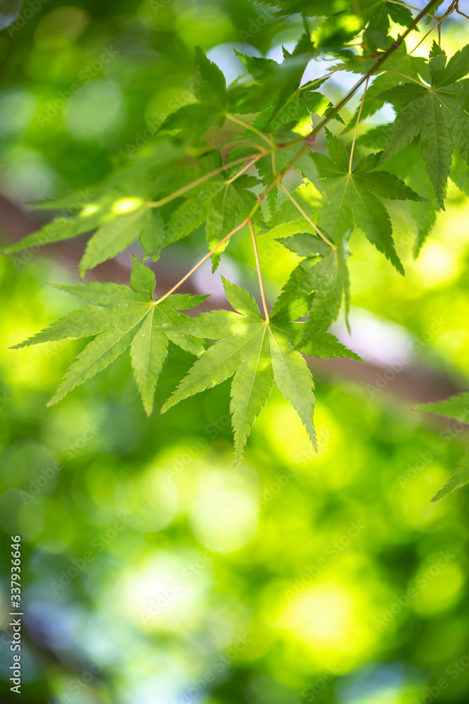 緑のもみじ　初夏イメージ