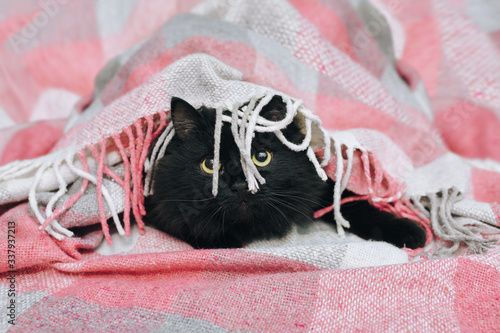 A funny black fluffy cat with big yellow eyes lies on a carpet covered with a pink woolen plaid. The concept of comfort, self-isolation, quarantine of the coronavirus COVID-19. Stay at home. © shchus