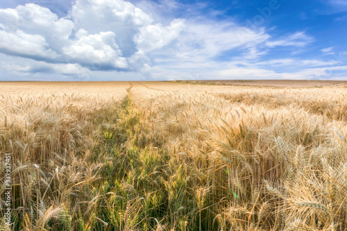 Beautiful rural scene of barley fields on sunshine day