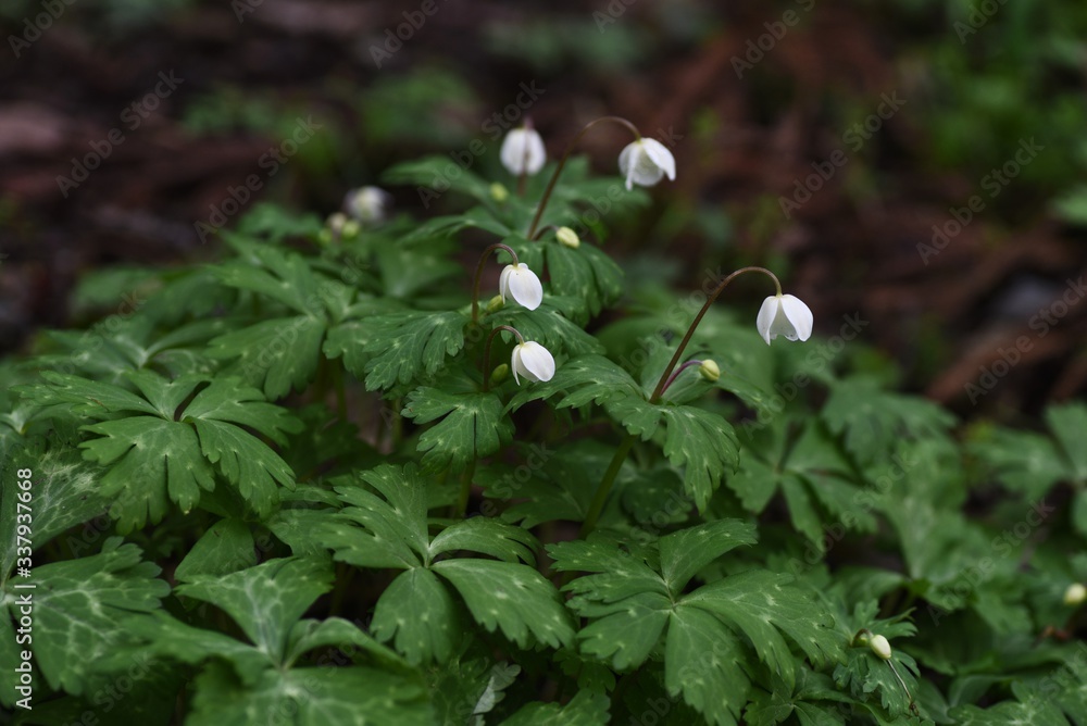 Anemone flaccida (Soft windflower) / Ranunculaceae perennial plants