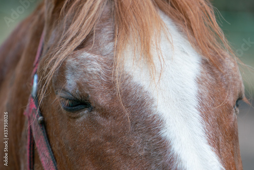 The look of a red horse with a white stripe on its nose and a loose mane