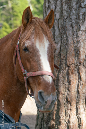 Portrait of a three-quarter Bay horse with a white stripe on the nose