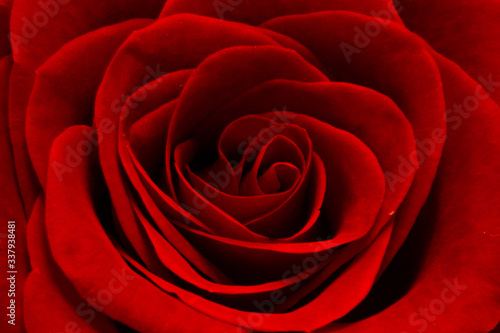 Red rose flowers on the light background.