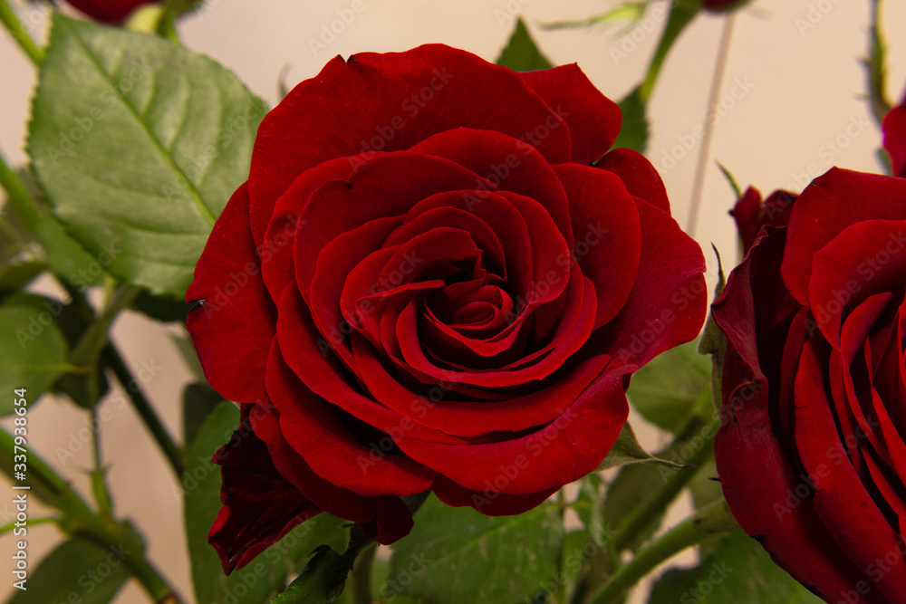 Fototapeta premium Red rose flowers on the light background.