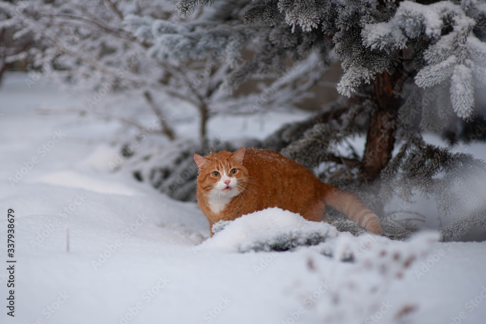 Red cat is walikng in snowy weather