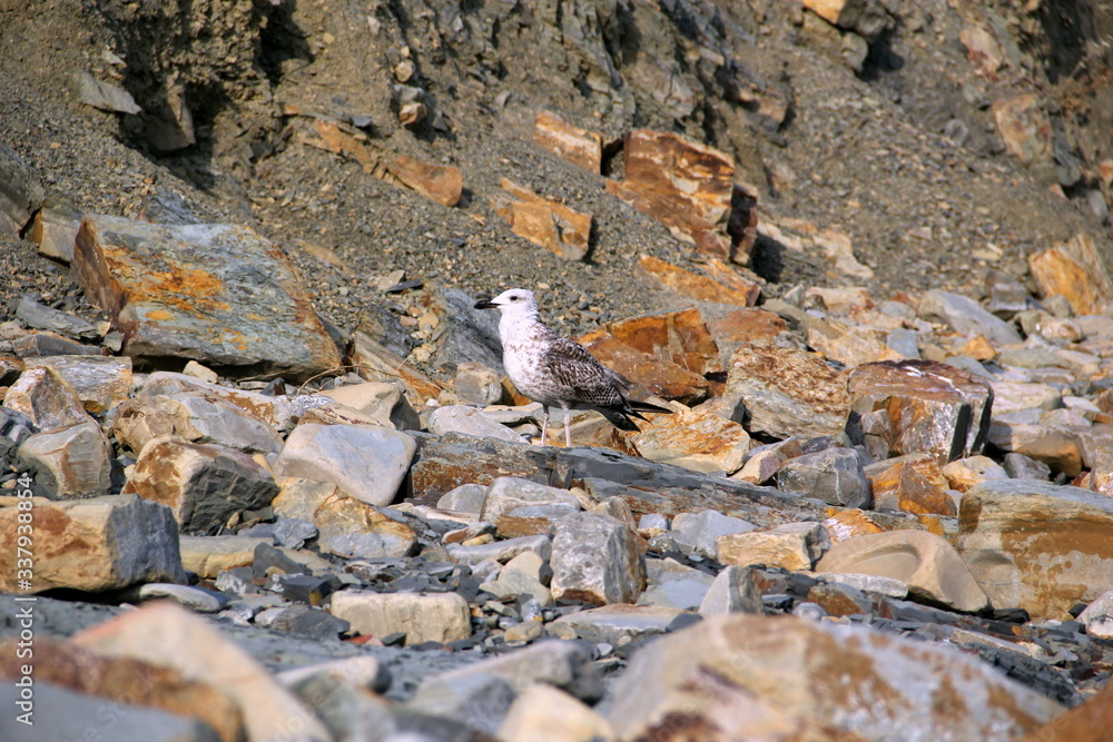 Seagull on the stone sea shore