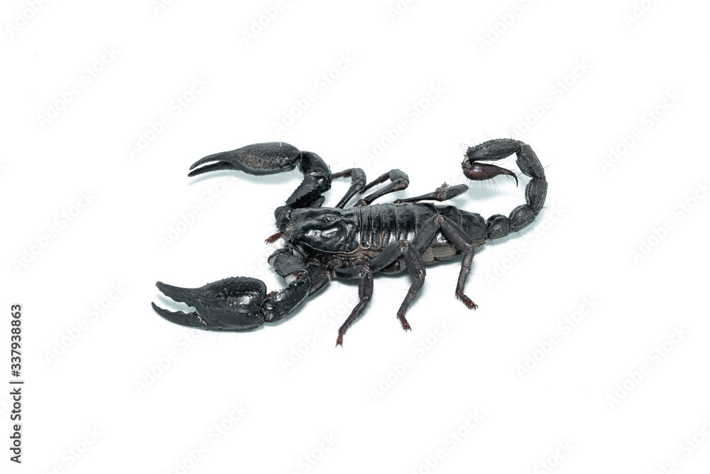 Left view of Asian Forest Scorpion isolated on white background