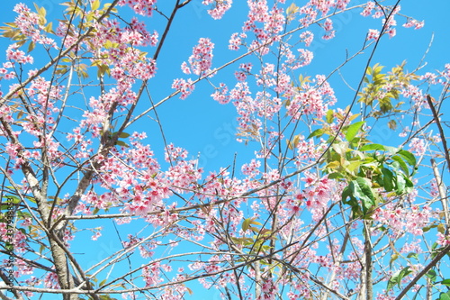Mai Anh Dao has Latin name of Prunus Cesacoides, English name of Wild Himalayan Cherry, a special cherry blossom tree. Its trunk is like peach, but its flower has 5 pental like mickey’s mouse flower photo