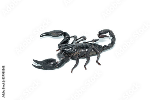 Left view of Asian Forest Scorpion isolated on white background