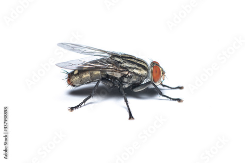 Right view of Housefly isolated on white background