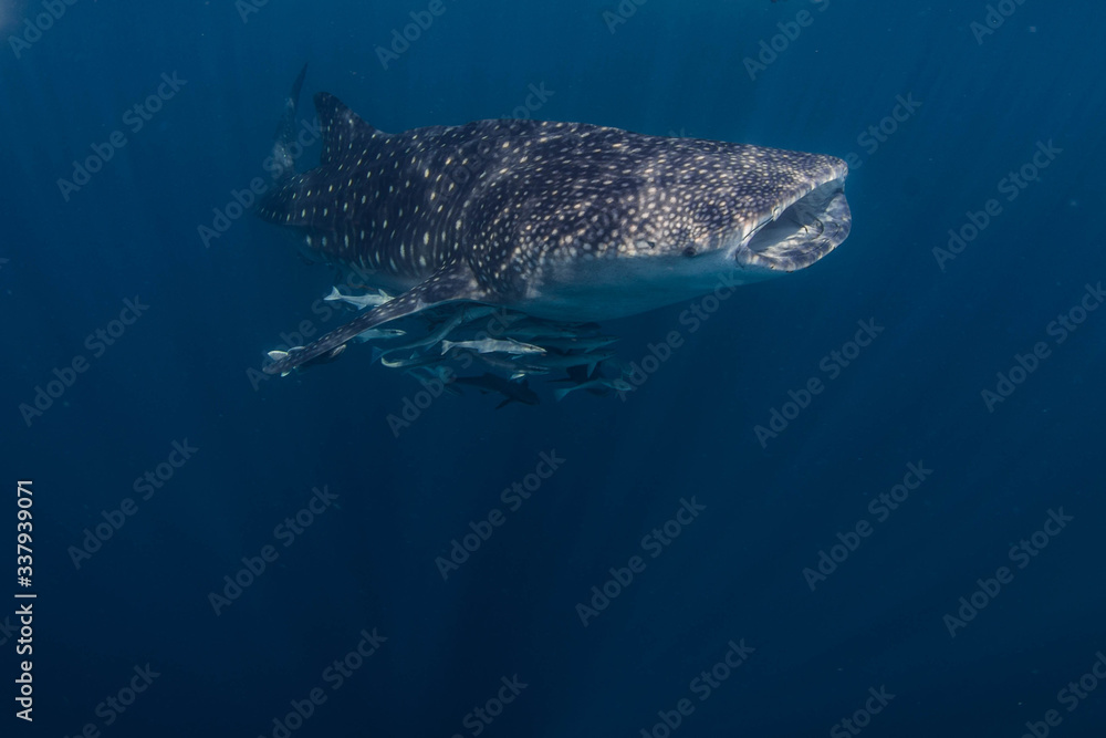 Naklejka premium Underwater life