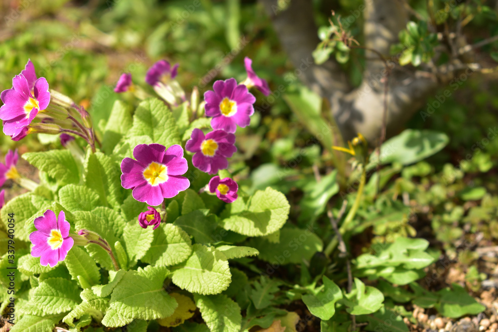 Image of Purple flowers blooming in the flowerbed Image of Purple flowers blooming in the flowerbed
