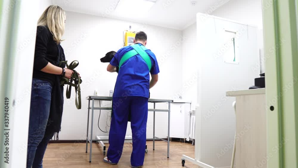 X-ray of the animal. The veterinarian takes an x-ray. The veterinarian looks at the x-ray. Veterinary clinic. Veterinary medical equipment. X-ray of the animal. The veterinarian takes an x-ray. The veterinarian looks at the x-ray. Veterinary clinic. Veterinary medical equipment.