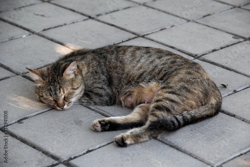 A gray tabby cat is lying on the ground