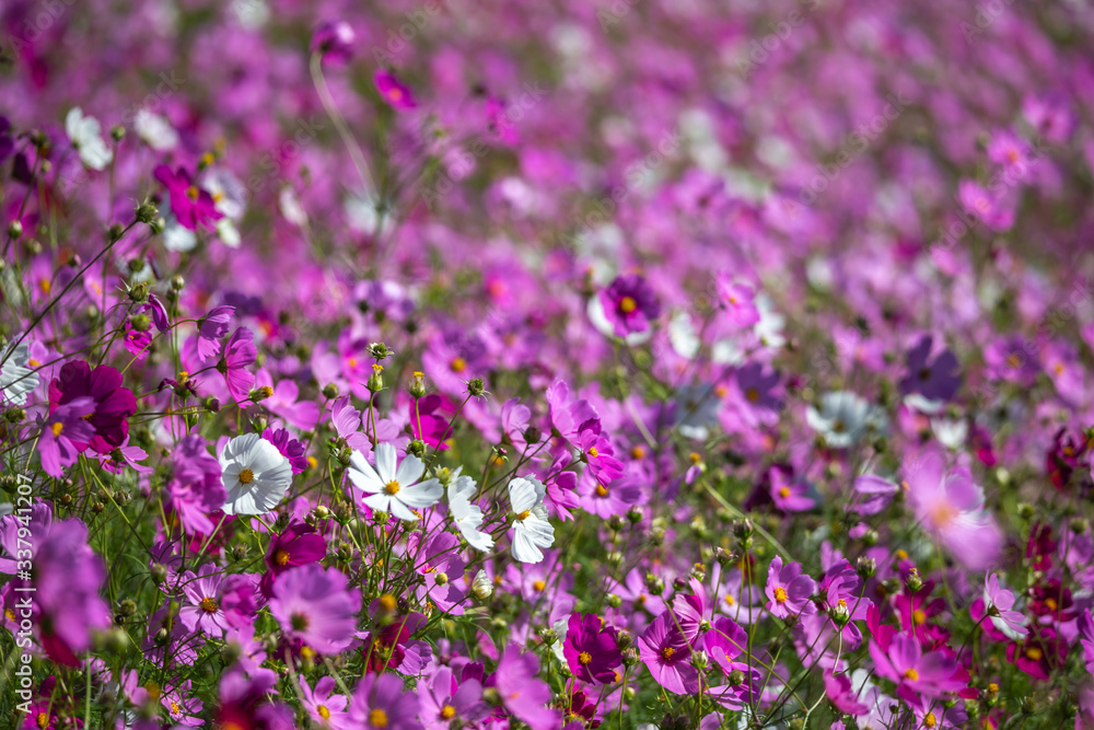 コスモスの花　秋イメージ