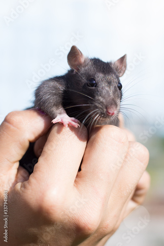 rat in hand
