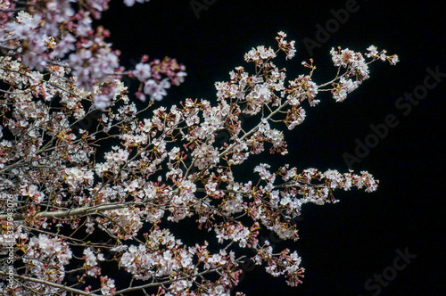 beautiful flower on the night © rokacaptain