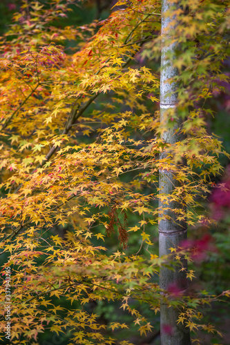 竹と紅葉 秋イメージ