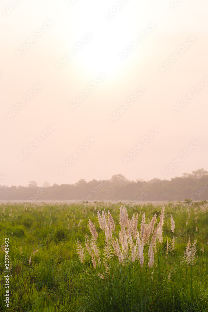 Chitwan National park grasslands at sunrise, Chitwan, Nepal
