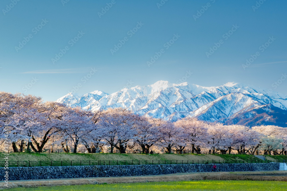 立山と桜