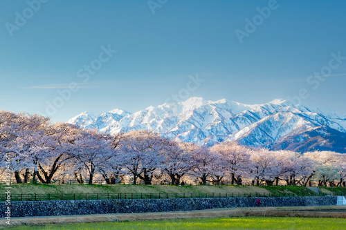 Obraz na płótnie 立山と桜 w salonie