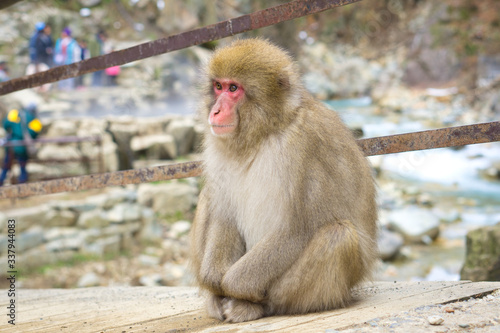Jigokudani Monkey Park - Unique experience with the natural hot spring © eltonmaxim