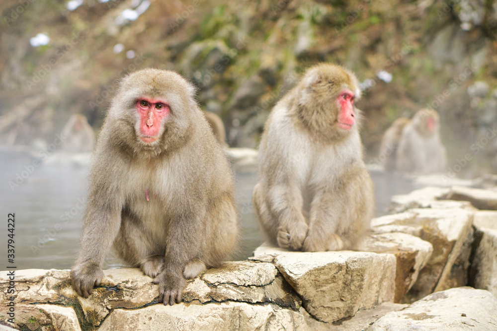 Jigokudani Monkey Park - Unique experience with the natural hot spring Jigokudani Monkey Park - Unique experience with the natural hot spring