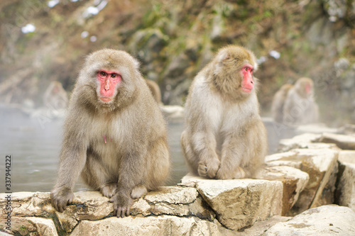 Jigokudani Monkey Park - Unique experience with the natural hot spring