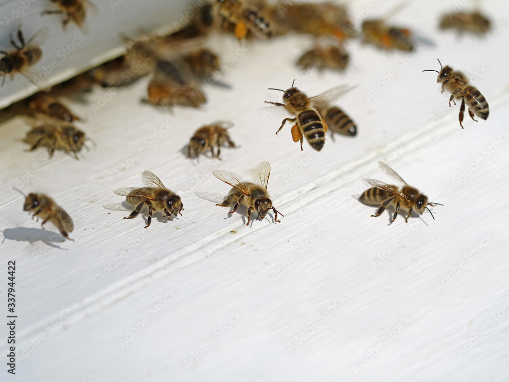 close up of bees entering and leaving white beehive with copy space close up of bees entering and leaving white beehive with copy space