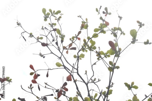 branches and leaves on white background