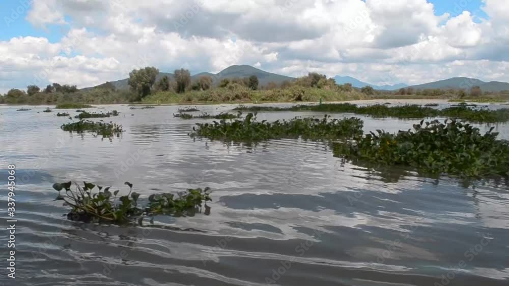 sailing a boat in janitzio michoacan mexico, floating seeds and lanscape sailing a boat in janitzio michoacan mexico, floating seeds and lanscape