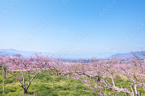 Obraz na płótnie 山梨県 甲州平野に広がる桃の花 w salonie
