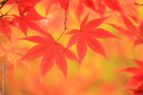 maple leaf in autumn