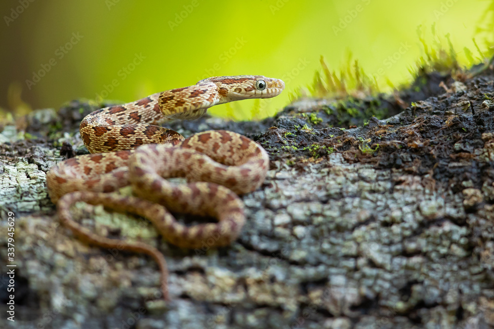 Senticolis triaspis, also known as the green rat snake. The species is endemic to Central America, Mexico, southern Arizona, and southern New Mexico. Senticolis triaspis, also known as the green rat snake. The species is endemic to Central America, Mexico, southern Arizona, and southern New Mexico.