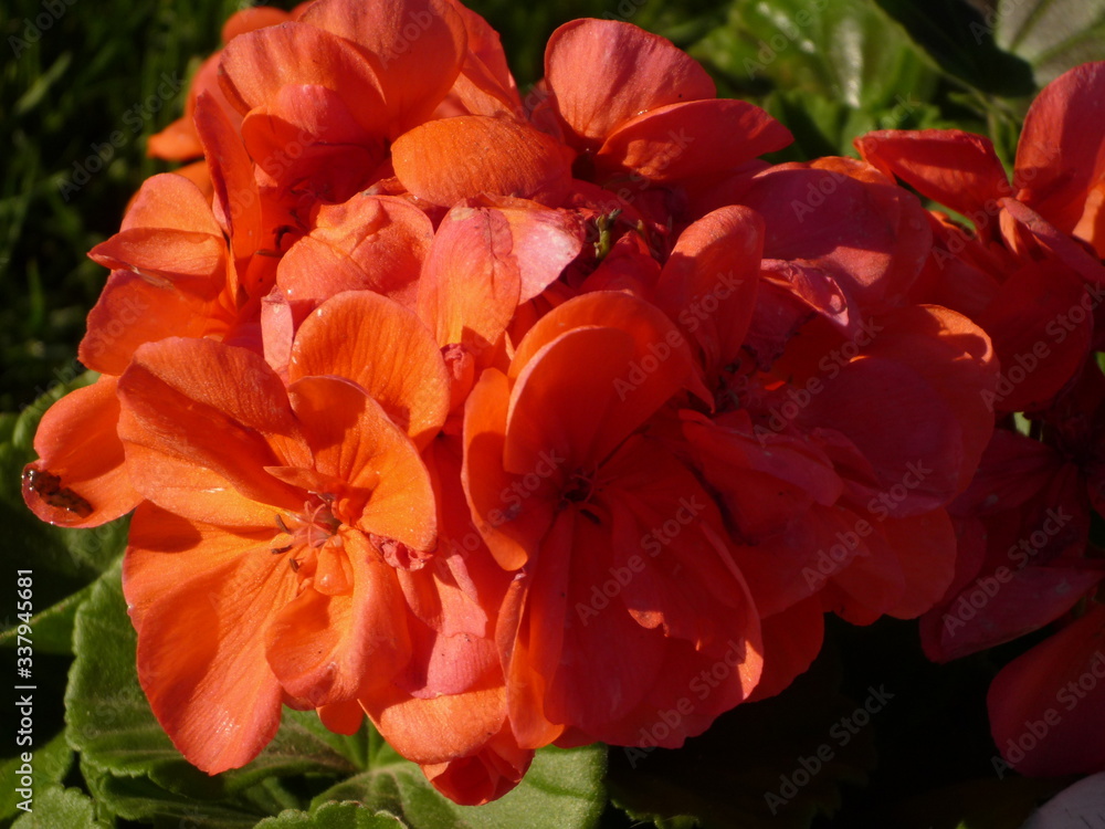 red flowers red flowers