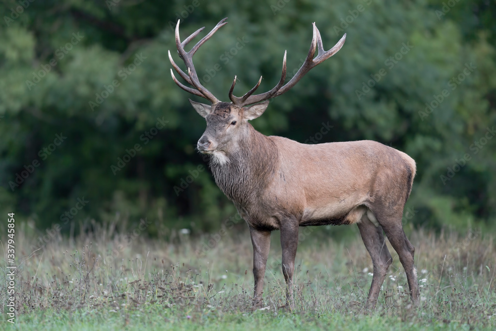 Portrait of Red deer male at twilight (Cervus elaphus) Portrait of Red deer male at twilight (Cervus elaphus)