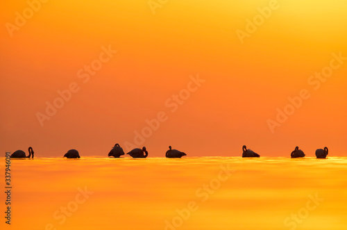 Greater Flamingos and beautiful  hues in sky and water during sunrise at Asker coast  Bahrain