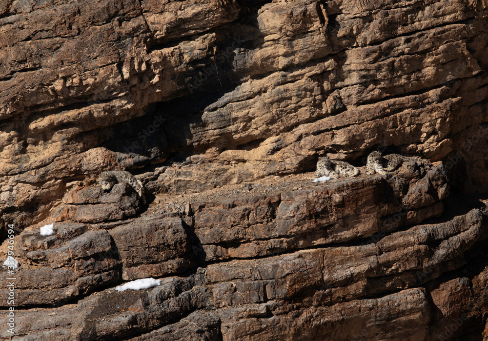 Snow Leopard Cubs on the cliff near Kibber village, Spiti valley of Himachal Pradesh, India Snow Leopard Cubs on the cliff near Kibber village, Spiti valley of Himachal Pradesh, India