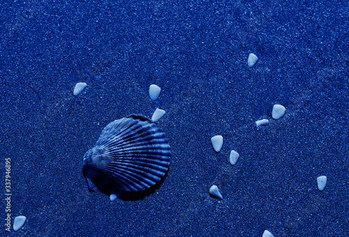 shell in the sand on a beautiful sea beach. toned in modern trendy color classic dlue photo