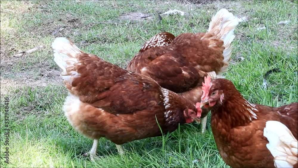 free range brown chicken on a farm
free range brown chicken on a farm