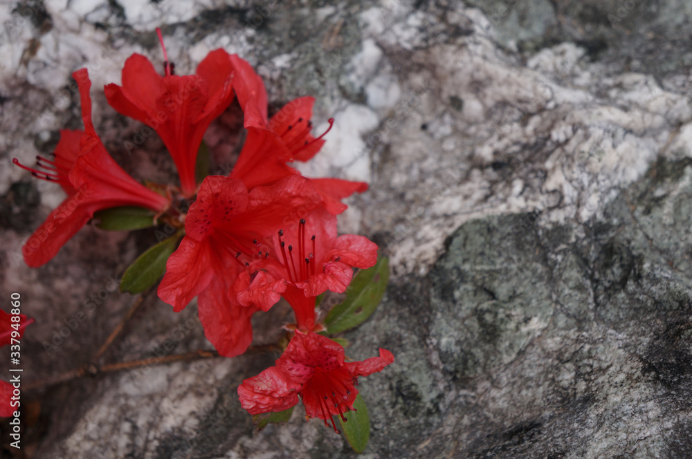 wild flower on the outdoor