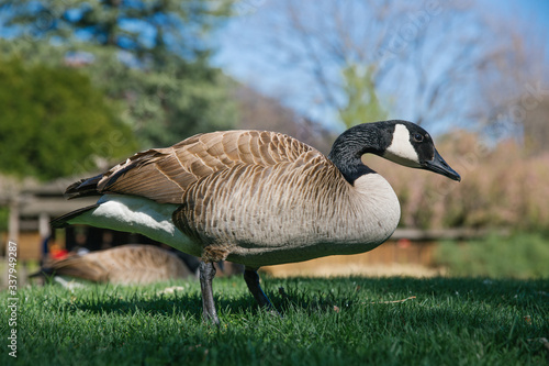 Male of Canada goose at Brooklyn Botanical Garden