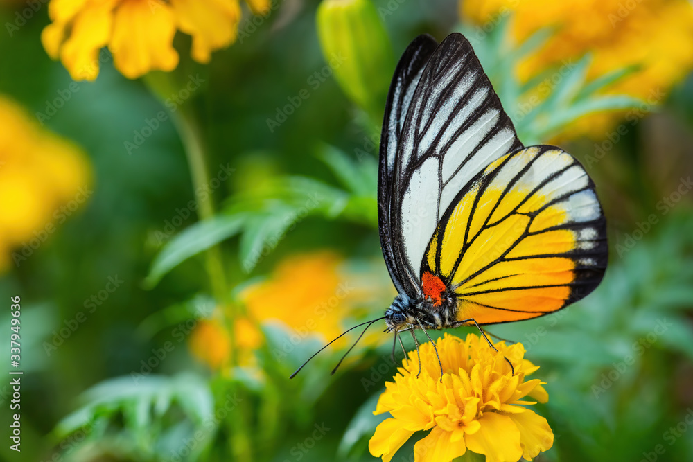Redspot Sawtooth - Prioneris philonome, beautiful colored butterfly from Asian meadows nad woodlands, Malaysia. Redspot Sawtooth - Prioneris philonome, beautiful colored butterfly from Asian meadows nad woodlands, Malaysia.